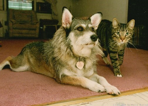 Ginny the Dog (greatpet.com)